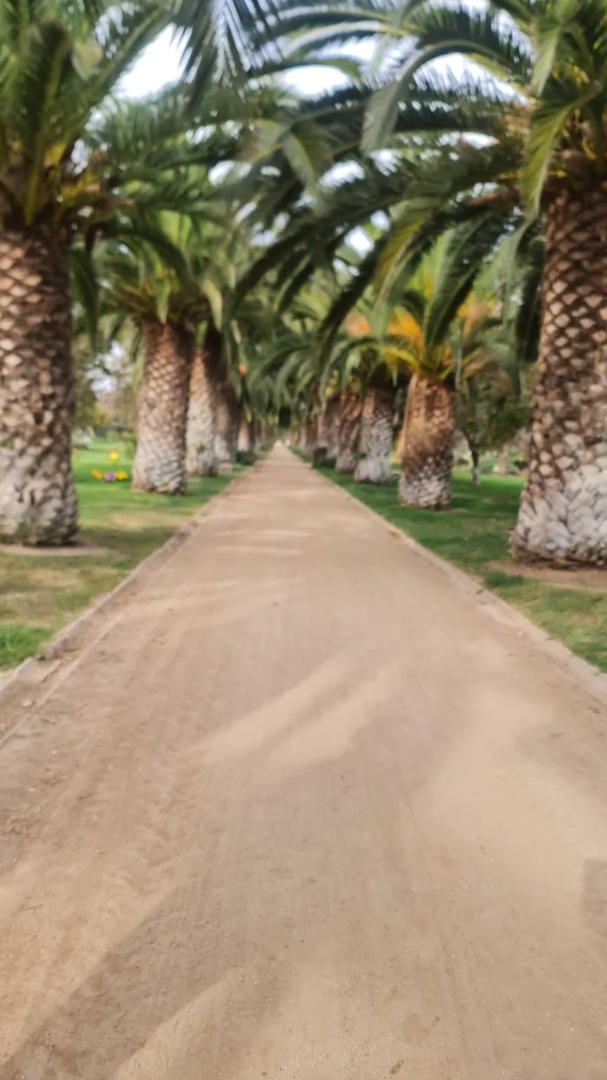 Sendero de palmeras en Parque del Recuerdo Padre Hurtado, Peñaflor